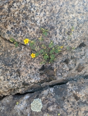 Erythranthe geniculata