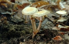 Kuehneromyces marginellus