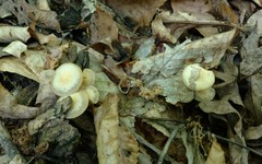 Kuehneromyces marginellus