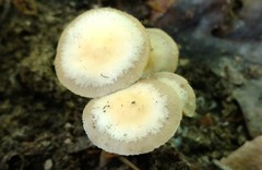 Kuehneromyces marginellus