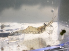 Palaemon kadiakensis