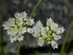 Amerallium