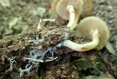 Kuehneromyces marginellus