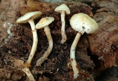 Kuehneromyces marginellus