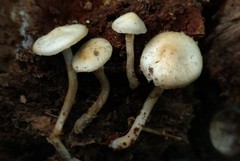 Kuehneromyces marginellus