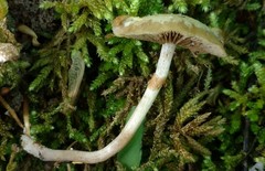 Kuehneromyces marginellus