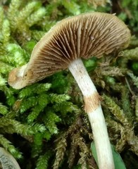 Kuehneromyces marginellus
