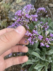 Phoenicaulis cheiranthoides