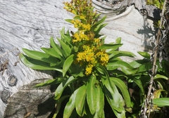 Solidago azorica
