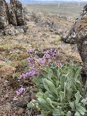 Phoenicaulis cheiranthoides