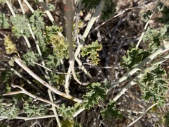 Sphaeralcea ambigua rugosa