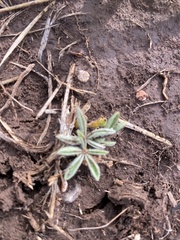 Lupinus texensis