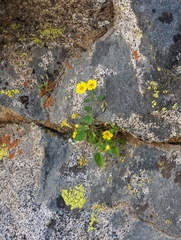 Erythranthe geniculata