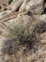 Sphaeralcea ambigua rugosa