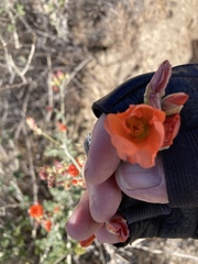 Sphaeralcea ambigua rugosa