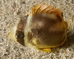 Chaetodon auriga