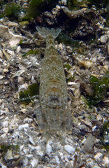 Crangon nigricauda