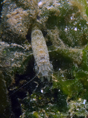Crangon nigricauda
