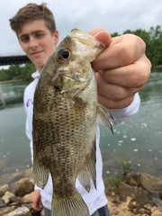 Ambloplites ariommus