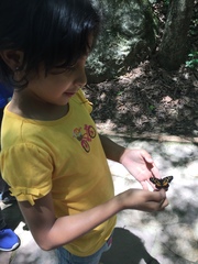 Chlosyne melitaeoides