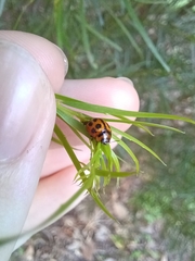 Peltoschema basicolle