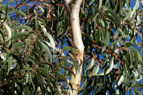 Image of Eucalyptus stenostoma by (c) Max Campbell, some rights reserved (CC BY)