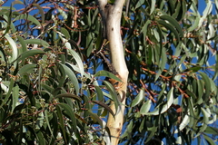 Eucalyptus stenostoma
