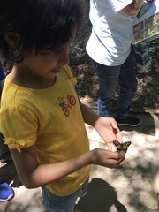 Chlosyne melitaeoides