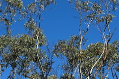 Eucalyptus stenostoma