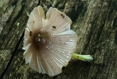 Bolbitius reticulatus