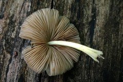 Bolbitius reticulatus