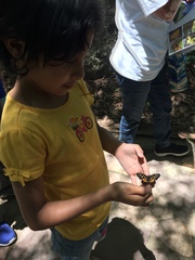 Chlosyne melitaeoides