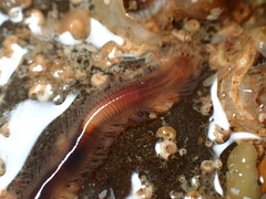Trypanosyllis