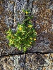 Erythranthe geniculata