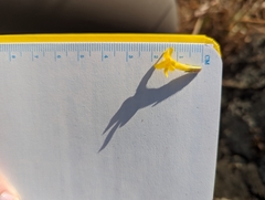 Erythranthe geniculata