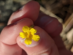 Erythranthe geniculata