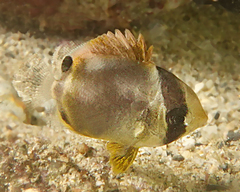 Chaetodon auriga