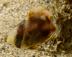 Chaetodon auriga