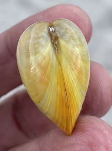 Common Egg Cockle