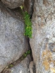 Erythranthe geniculata