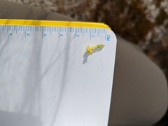 Erythranthe geniculata