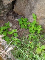 Erythranthe geniculata