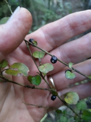 Coprosma spathulata spathulata