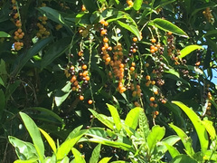 Citharexylum spinosum