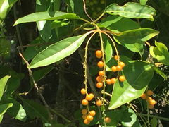 Citharexylum spinosum