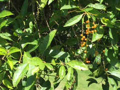 Citharexylum spinosum