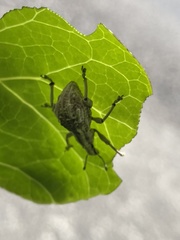 Dermatoxenus caesicollis
