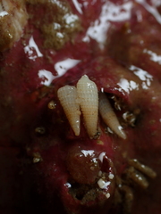 Bouchetriphora pallida