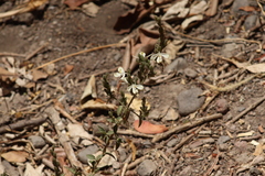 Henrya insularis