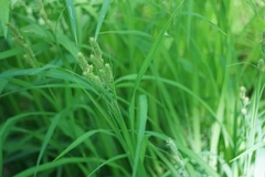 Carex shortiana